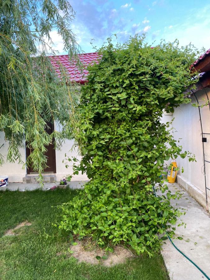 Casa David Daire Corbu Dış mekan fotoğraf